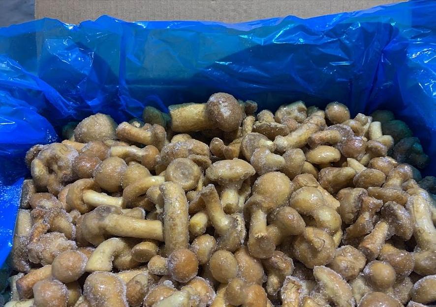 Опята замороженные опт фото 1