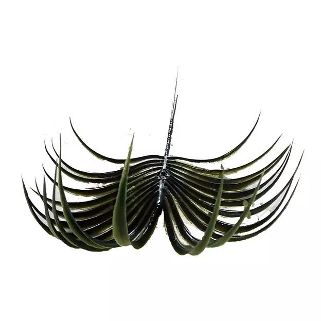 Лист пальмы круглый с острыми концами 2м270 фото 3