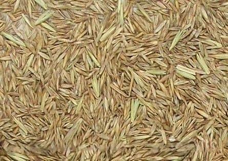 Семена костра безостого опт фото 1