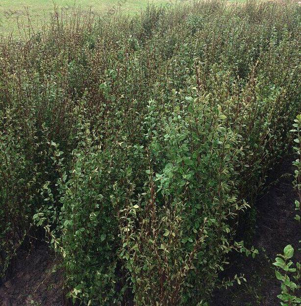 Саженцы Кизильника в открытом и закрытом грунте опт фото 1