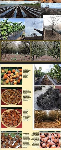 Саженцы фундука фото 1