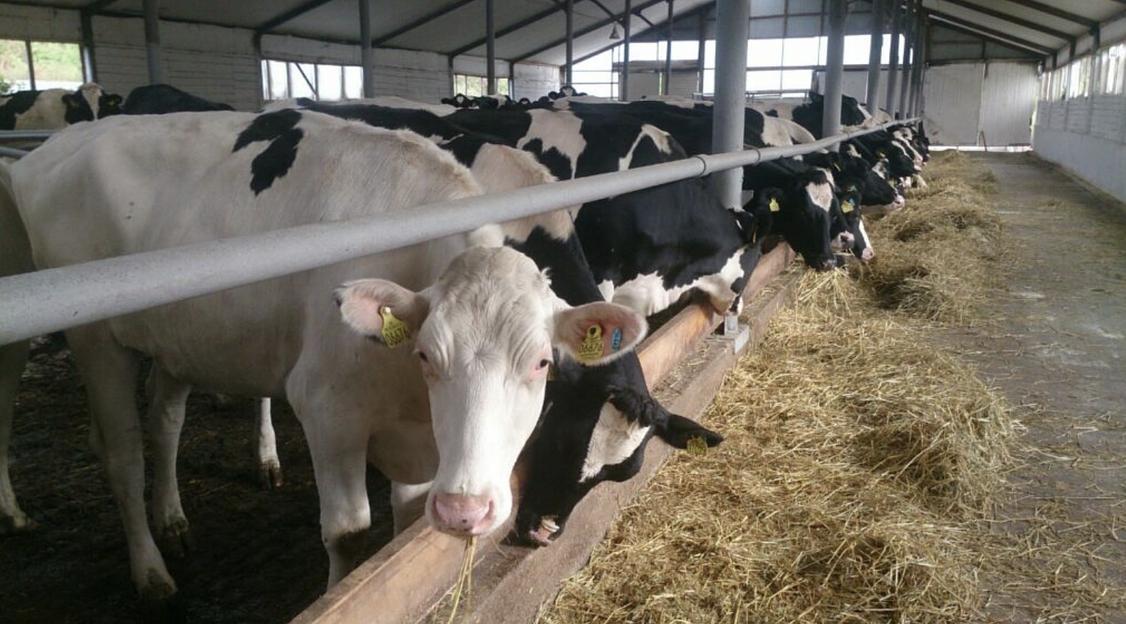 Услуга строительства современных телятников фото 1