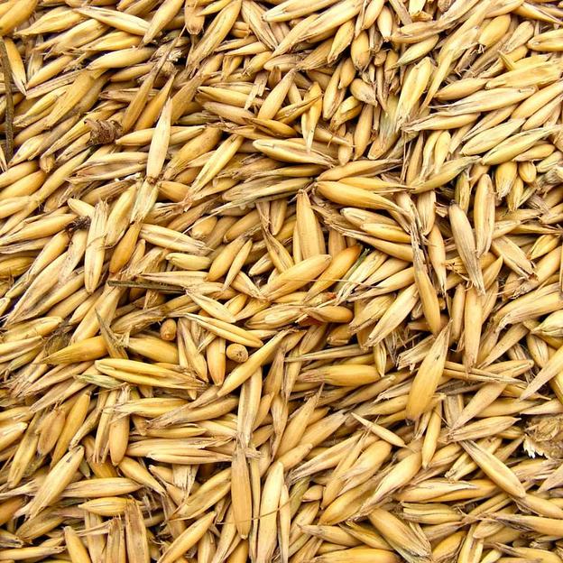 Овес 35 кг фото 1