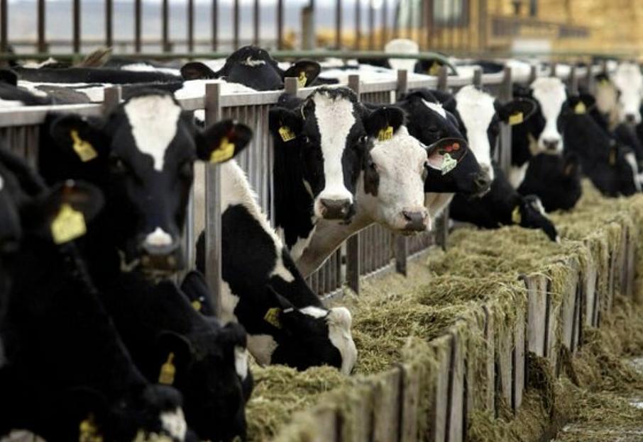 Очистка сточных вод животноводческих ферм фото 1