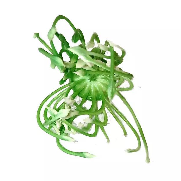 Добавка тычинка густая салатовая с белыми кончиками с ножкой 5,5см 509шт/кг фото 2
