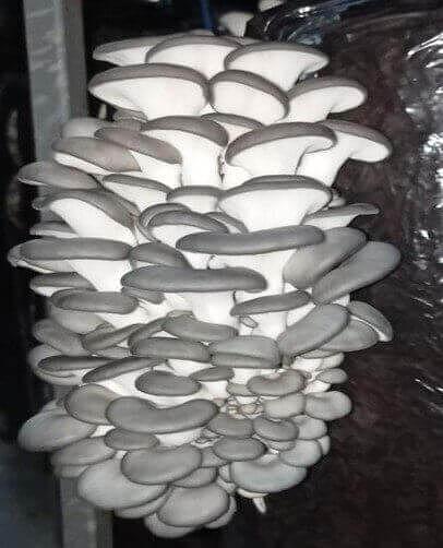 Мицелий гриба вешенки штамм Р12 фото 1