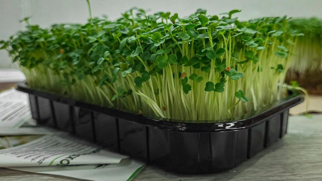 Микрозелень руккола ОПТ фото 2