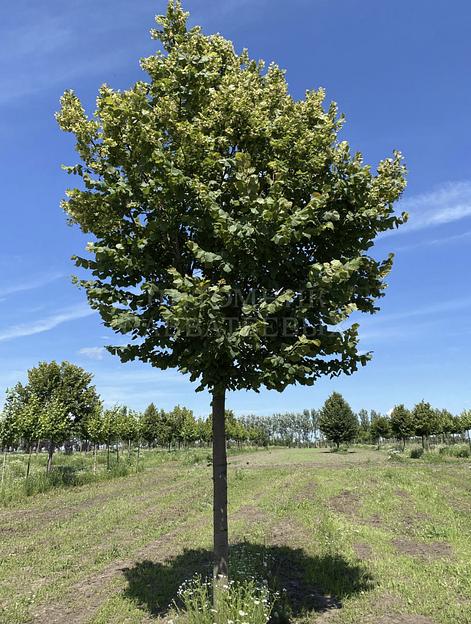 Саженцы липы крупнолистной от 1 до 3 м фото 1