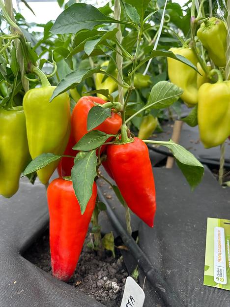 Семена посевные Перец сладкий «Лотта F1» ОПТ фото 3