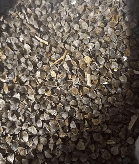 Семена гречихи опт фото 1