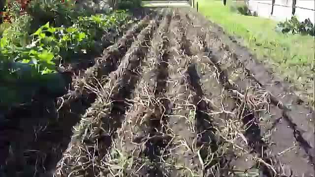 Картофелекопалка модель ККТ опт фото 3