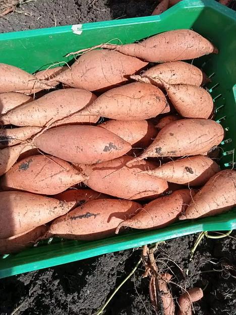 Батат (сладкий картофель) сорта «Борегард» фото 1