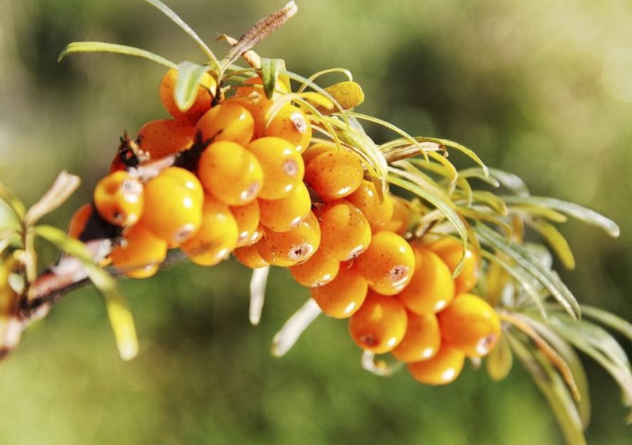 Замороженная облепиха фото 1