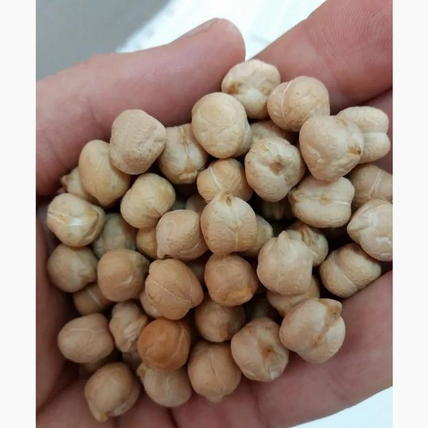 Семена нута фото 1