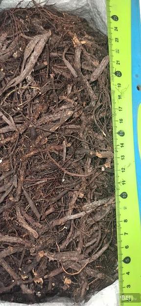 Лапчатка белая фото 1