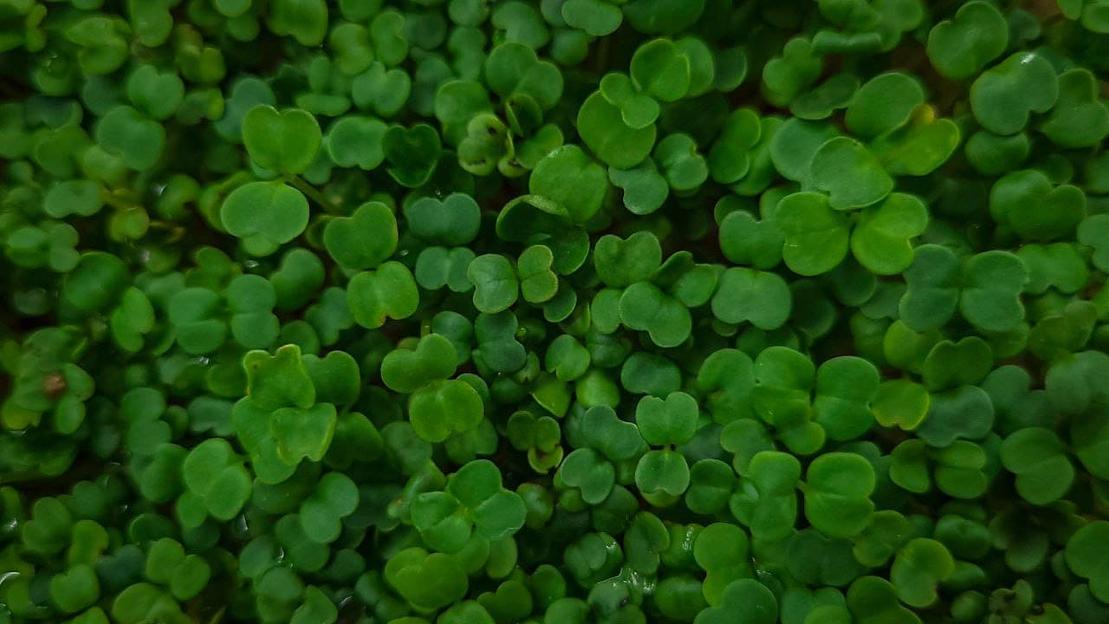 Микрозелень руккола ОПТ фото 4