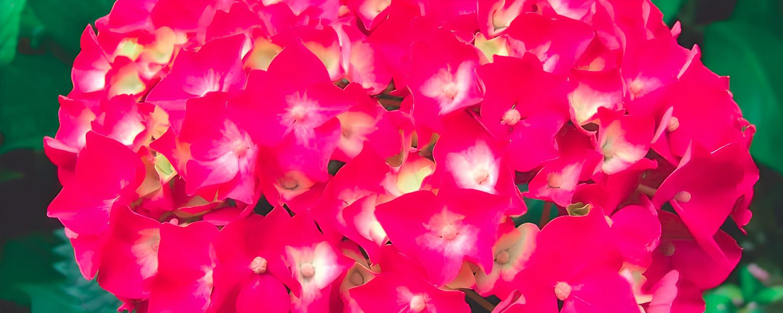 Гортензии крупнолистные «Forever & Ever Red» опт фото 1