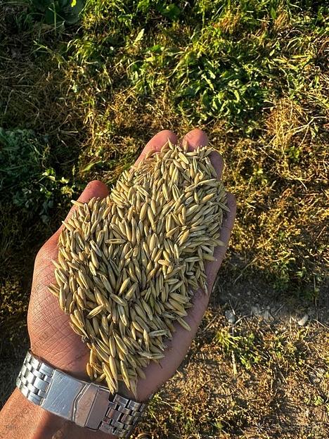 Овес фуражный фото 1