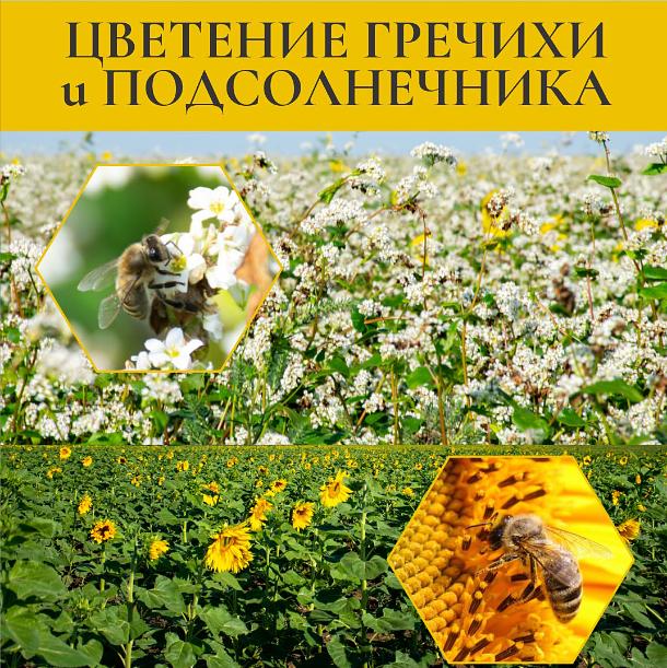 Мёд гречишно-подсолнечниквый 700 г ОПТ фото 4