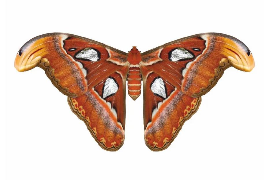 Деревянные пазлы «Павлиногазка атлас» L 54×27 см 218 деталей фото 1