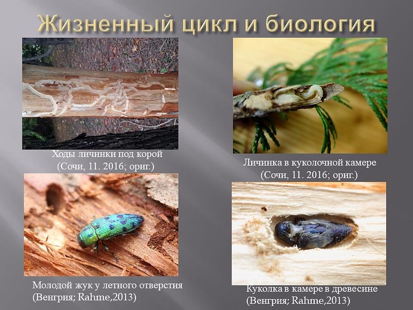 ЗлаткаБой Универсальный концентрат Элис&Тор №2.5  1 л ОПТ фото 2