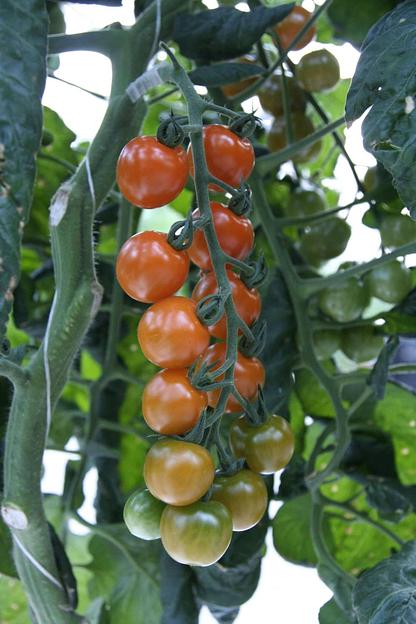 Профессиональные семена томата F1 «Кэнди» селекция опт фото 3