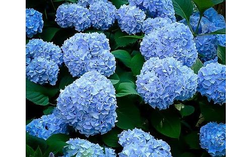 Декоративные саженцы - Гортензия крупнолистная Forever and Ever Blue фото 1