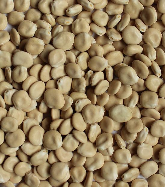 Семена люпина белого «Мичуринский» опт фото 1