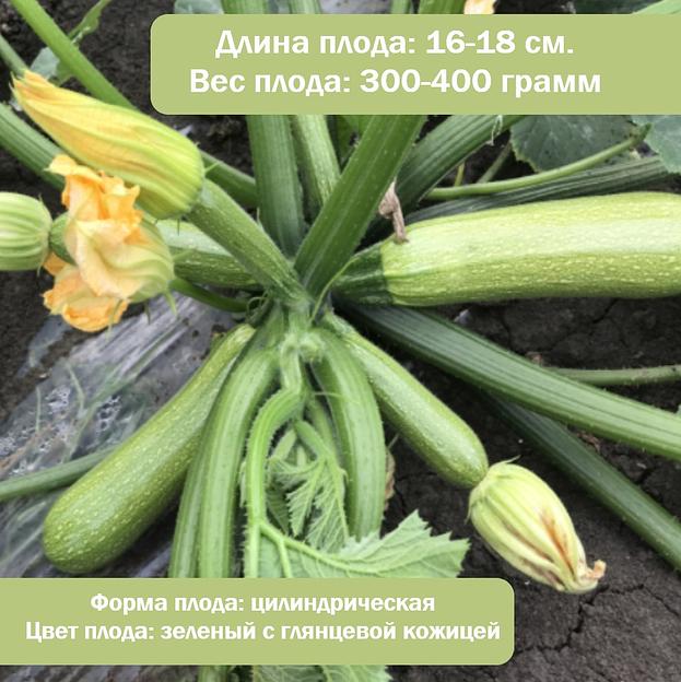 Семена кабачка «Марселла», опт фото 2