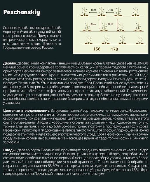 Саженцы грецкого ореха фото 2