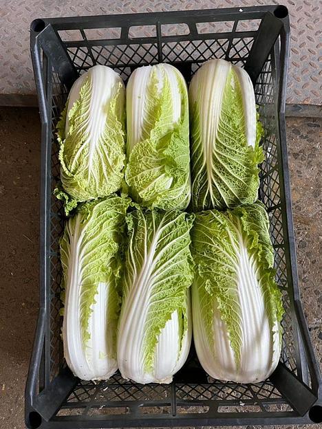 Ящик для яблок, пекинской капусты, винограда, рыбы (до 16-18кг) фото 6