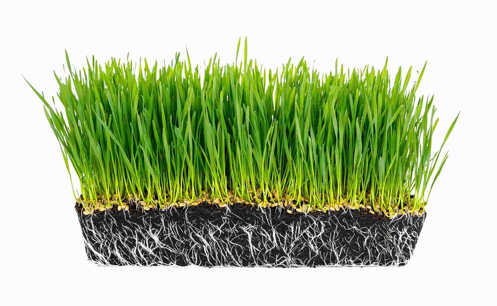 Удобрение для роста растений «Изагри Азот» 10 л опт фото 2