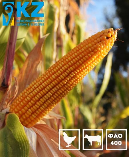 Семена кукурузы «Марко 419» опт фото 1
