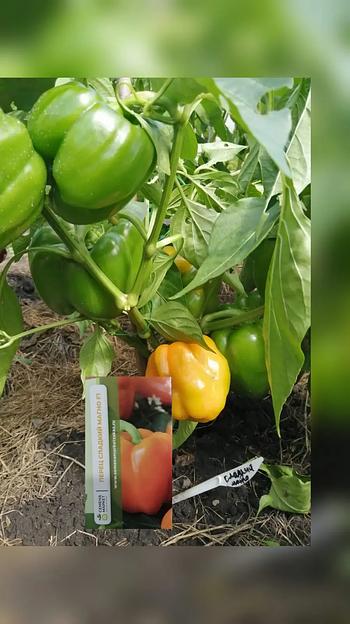 Семена посевные перец сладкий манго F1, опт фото 3