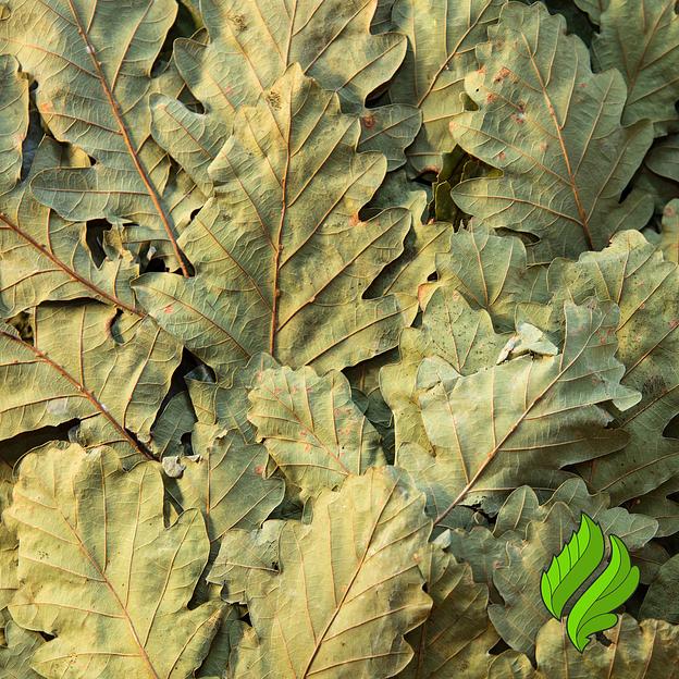 Дубовый веник для бани фото 3