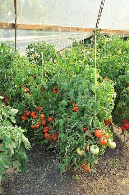 Семена посевные Томат «Надежда F1» ОПТ фото 6