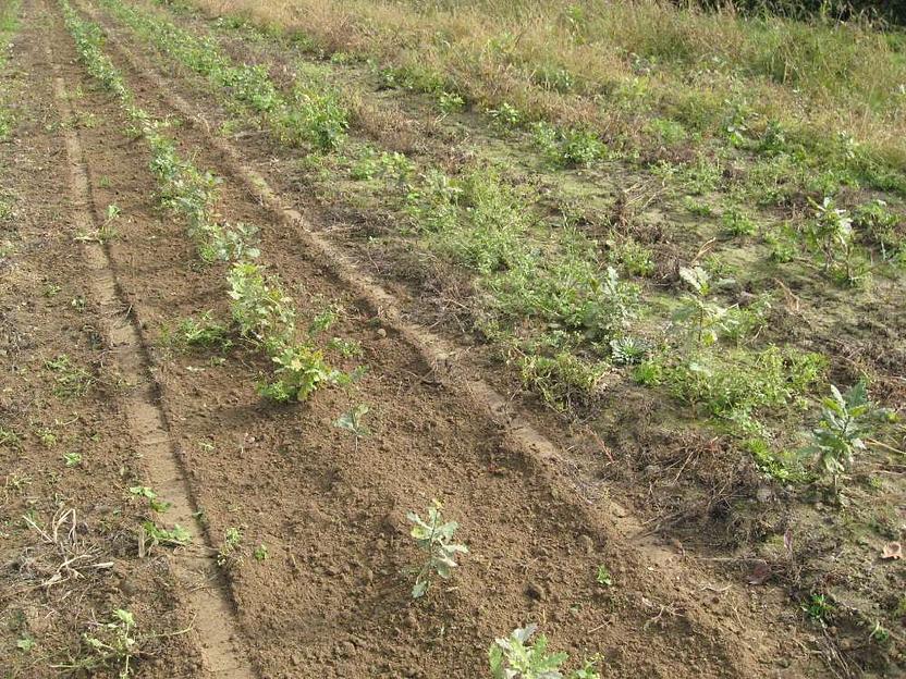 Пропалыватель междурядий садовый ZUZA-3 фото 3