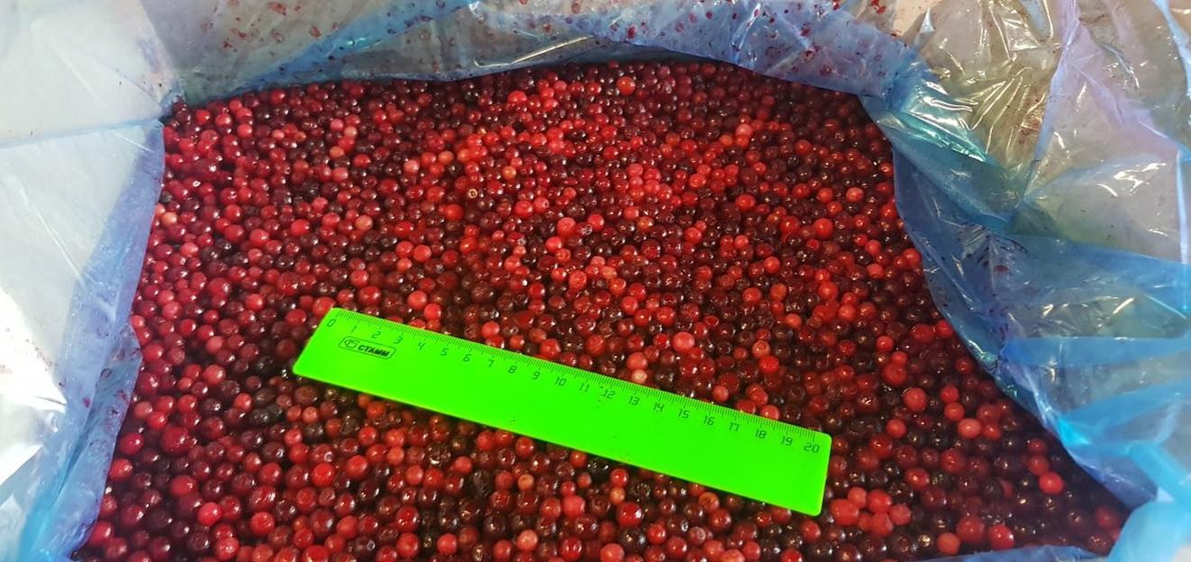 Брусника замороженная опт фото 2