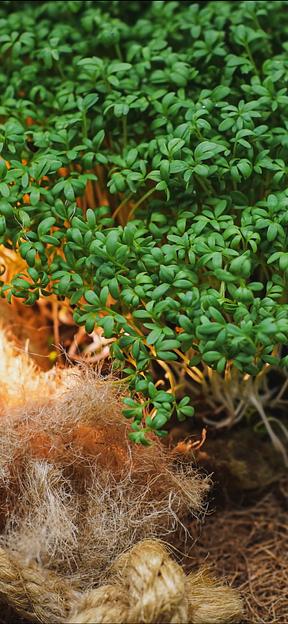 Кресс-салат ОПТ фото 6