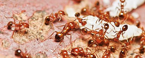 Услуга по уничтожению муравьёв в Краснодаре фото 2