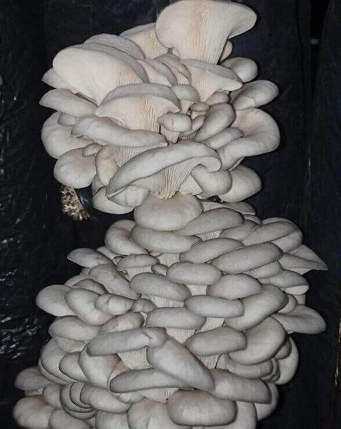 Мицелий гриба вешенки, штамм Нк-35 фото 1