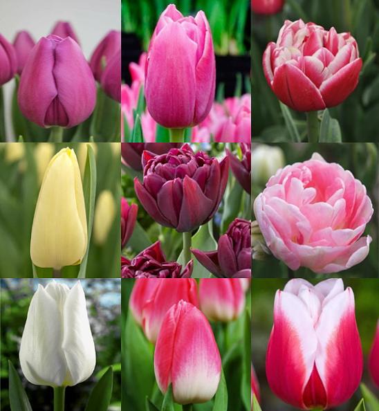Тюльпаны в ассортименте фото 6