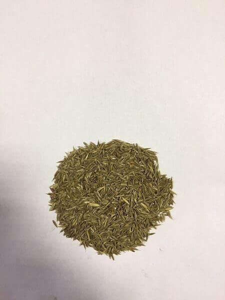 Семена Овсяницы тростниковой «Липальма» опт фото 1