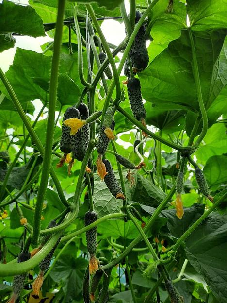 Семена огурца «F1 Бомбардир» опт фото 3