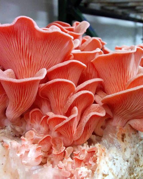 Мицелий гриба Вешенка, розовая ОПТ фото 1