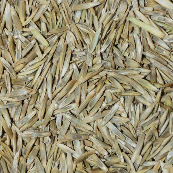 Семена «Райграс» фото 1