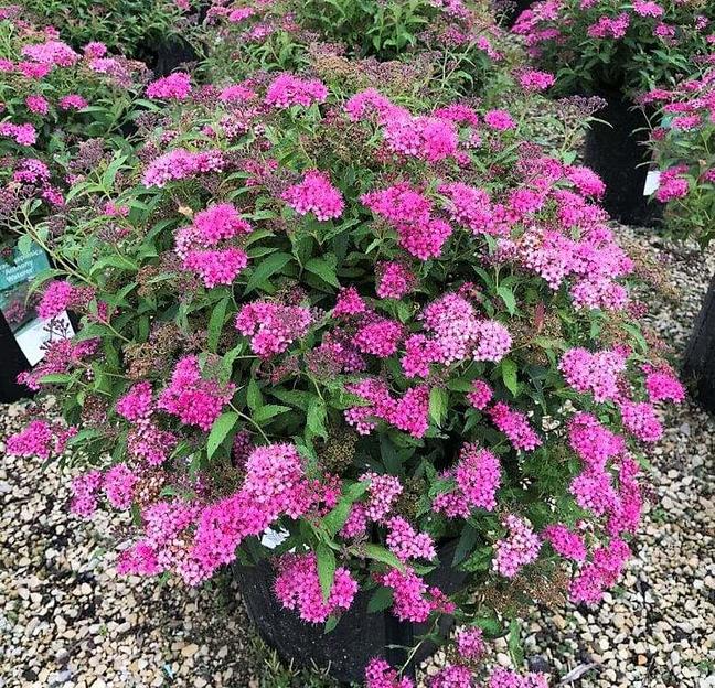 Саженцы декоративные - Спирея Японская «Бумальда» фото 1