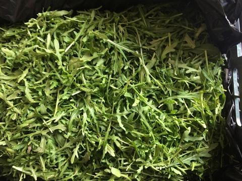 Свежий салат «Руккола», опт фото 3