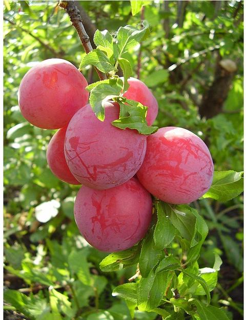 Саженец Слива Скороспелка красная от питомника AXKZ ОПТ фото 1