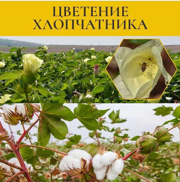 Мед хлопковый 350 г ОПТ фото 4